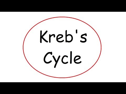 Kreb's Cycle
