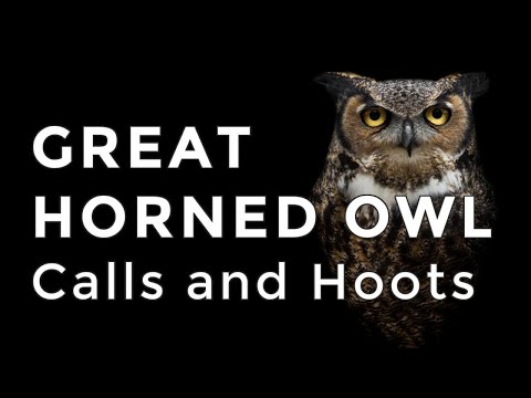 Vyr virginsky — Great Horned Owl