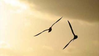 chris coco - albatross (hybrid mix)