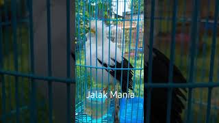 Download lagu Jalak Putih Gacor Full Isian Masteran Jalak Putih mp3 Download lagu Jalak Putih Gacor Full Isian Masteran Jalak Putih mp3
