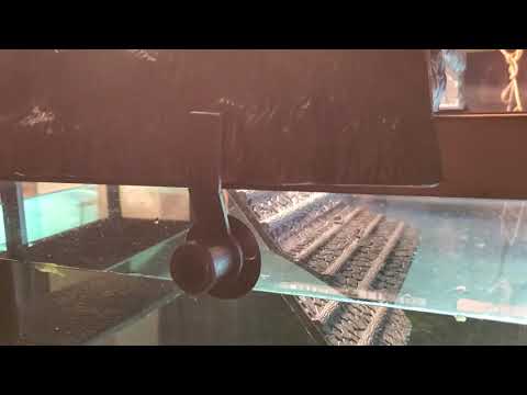 Pinn Plax Turtle Topper - Black - Review 2019