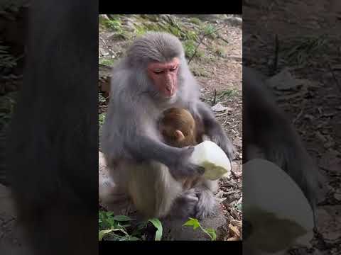 INDUK MONYET INI PERLU MENDAPAT PELAJARAN‼️ #shortvideo