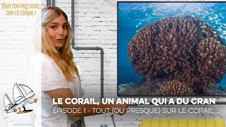 Tout (ou presque) sur le corail - Episode 1 - Le corail, un animal qui a du cran !