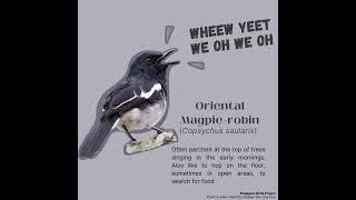 Download lagu Proyek Burung Singapura - Burung Gagak-Robin Oriental mp3 Download lagu Proyek Burung Singapura - Burung Gagak-Robin Oriental mp3