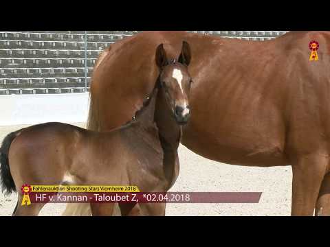 KN 20: Fohlen von Kannan - Taloubet Z