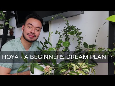 Hoya Houseplant Collection Tour and Care Tips | A Beginners Plant? | Yay or Nay