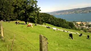 preview picture of video 'Horgen holsteins on Swiss National day'