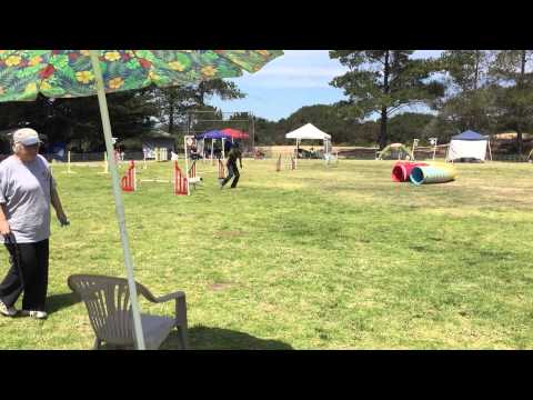 Bev and Pixie - Starters Snooker (14") - 2015-04-18