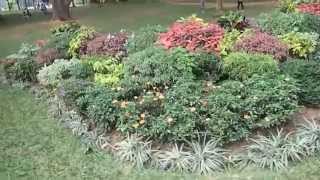 preview picture of video 'Royal Botanical Gardens in Peradeniya, Sri Lanka HD'