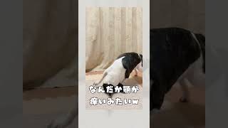 顎が痒いワンコ #frenchie #vlog #フレブル #痒い #shorts 　　　　　　　　　　　　　　　　　　"itchy-chinned dog"