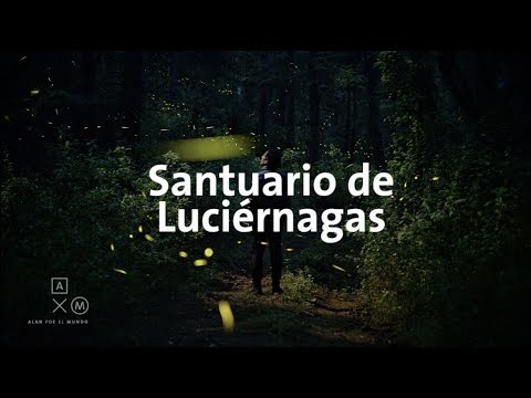 Santuario de Luciérnagas 4K | Alan por el mundo