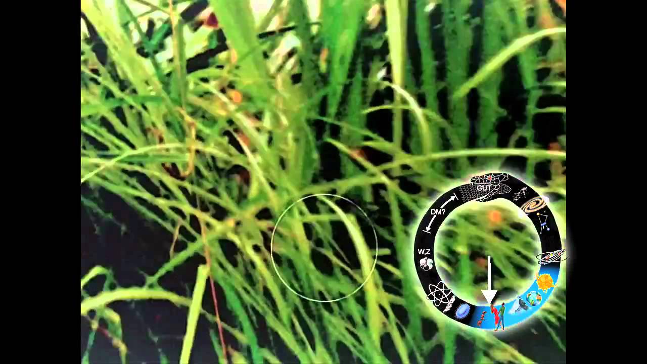 Cosmic Voyage Zoom-in