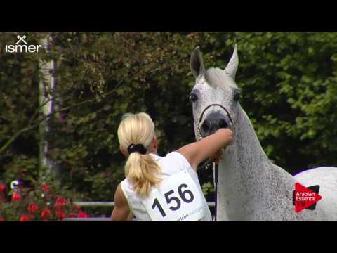 N.156 DONNA ISA - Ströhen 2017 Int B-Show - 10 Years and Older Mares (Class K)