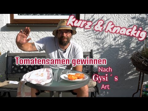 Kurz & Knackig Tomaten Samen gewinnen nach Gysi´s Art (Saatgut Ernten)