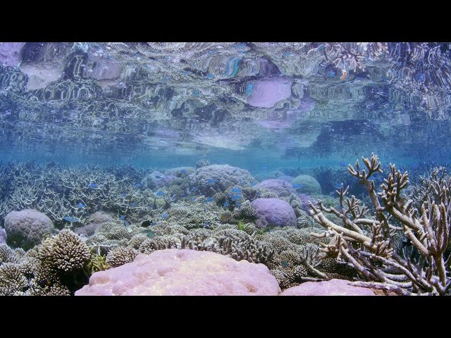 [ 4K Ultra HD ]ポンペイ 珊瑚礁の海 シュノーケリング Coral Reef Snorkeling in Pohnpei,Micronesia