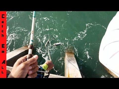 BEST PIER ON EARTH: How to CATCH EVERYTHING part1