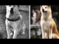 Hatchi,chien fid��le - YouTube