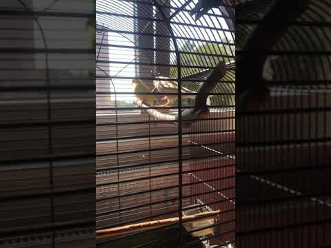 My canary is first time singing