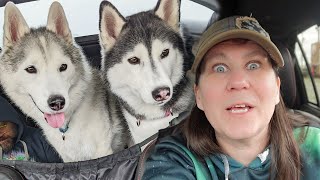 My Husky Can't Believe What I Forgot For This Trip!