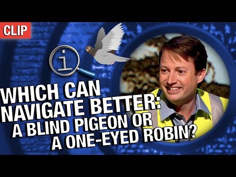 QI | Which Can Navigate Better: A Blind Pigeon Or A One-Eyed Robin?