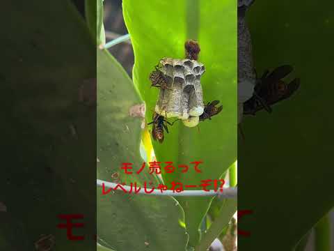 園芸 孤独なミツバチ