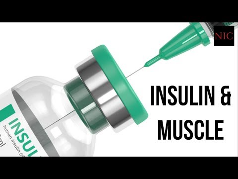 SQ: Erhöht Insulin die Muskelproteinsynthese?
