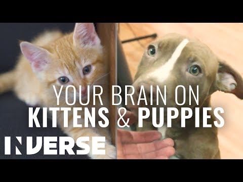 A Neuroscientist Explains How Kittens and Puppies Affect ...