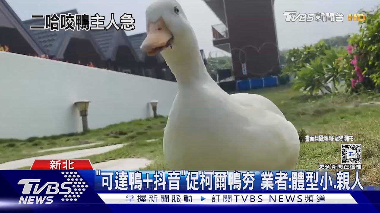 「牠」叼走我鴨!公園未繫繩 狗咬柯爾鴨狂奔