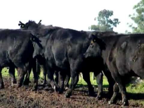 32 novillos Gordos Exportacion - 550 kg. Netos - $ 15,50 - Zona Colòn Entre Rios -  6 Agosto 2011