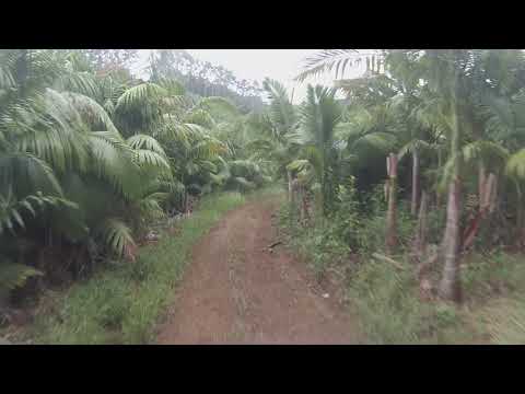 Grupo Froça Livre Tatu na lama 2017  1