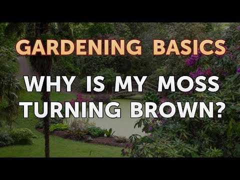 download lagu mp3 mp4 Bonsai Moss Turning Brown, download lagu Bonsai Moss Turning Brown gratis, unduh video klip Bonsai Moss Turning Brown
