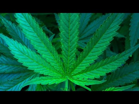 2019 Ускоренное видео роста марихуаны/Accelerated growth of marijuana