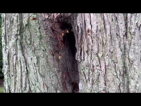 Lots of European Hornets Nesting in the Knots of a Tree in Colts Neck, NJ