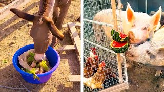Useful Ideas to Upgrade Farm Animals Life
