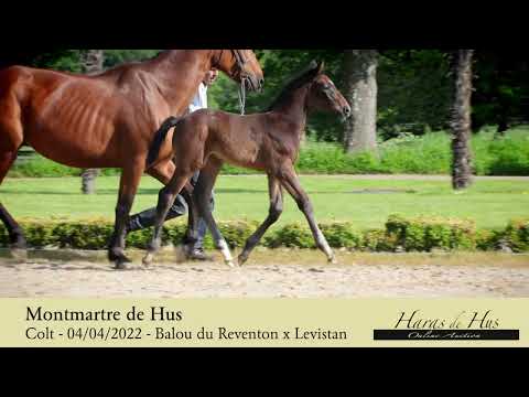 Montmartre de Hus (Video)