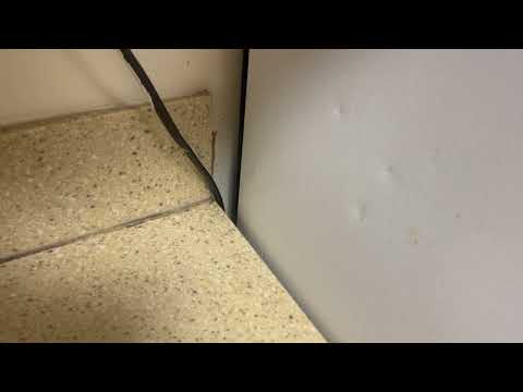 A Lot of Cockroaches Crawling in the Kitchen in Spotswood, NJ