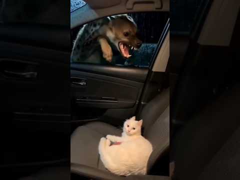 Let's help each other for a better life. Help a mother cat 😭🐈 #cat