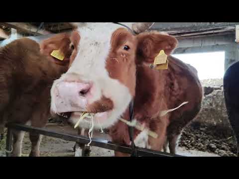 Winter on Farm Never Stops! Hard Family Life in a Romanian Remote Village of Transylvania!