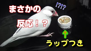 ラップに包まれた餌を見た文鳥の反応【シルバー文鳥】