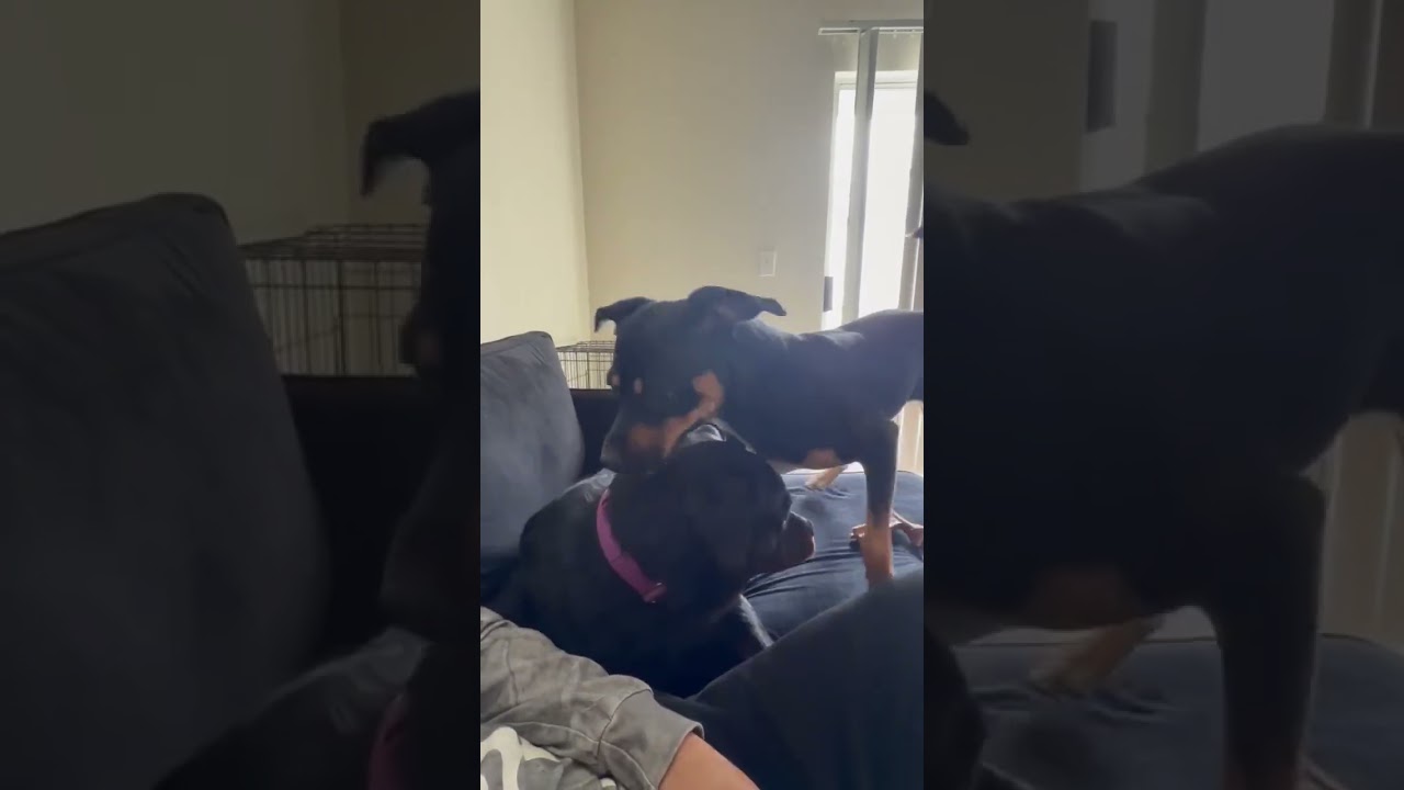 Enlarge Maggie, a ADOPTABLE Rottweiler in Schertz, TX video 6/6