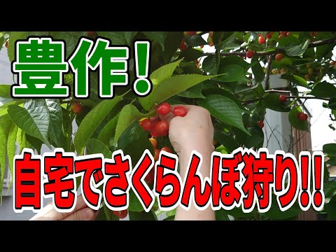 さくらんぼ狩り:さくらんぼ収穫のヒント 庭の練習