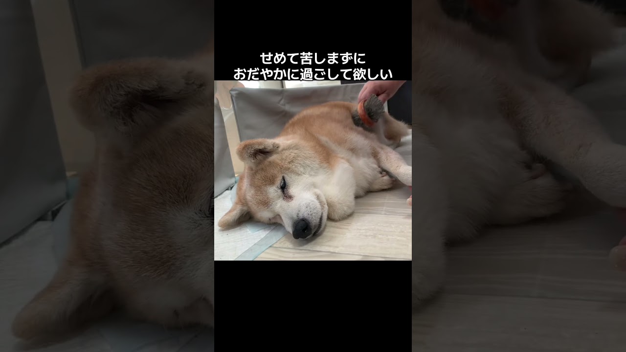 15歳柴犬いちごはだんだん弱ってきてます#柴犬
