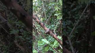 Can’t imagine a crown of thorns on our Saviour