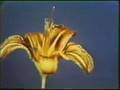 Sesame Street Flower Opening Closing