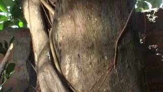 HOLY MOTHER INITIATES A PORTER AT VISHNUPUR RAILWAY PLATFORM