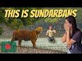 Surviving 72h In A Tiger Forest Sundarbans বাঘ দ্বারা বেষ্টিত 72 ঘ