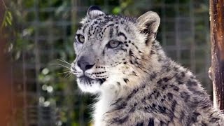 These Snow Leopards Are Getting A Cool Treat