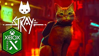 Vidéo Stray