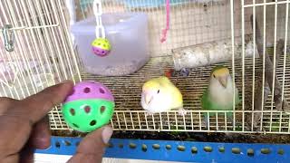 AFRICAN LOVEBIRD PLAYING WITH BALL FUNNY