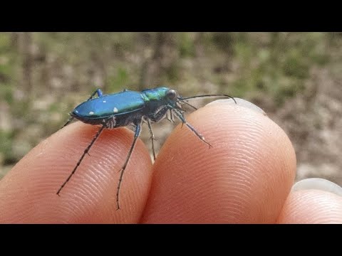 Removing Insects On Shabbat